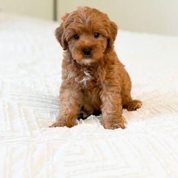 Dillon - Red  male Goldendoodle puppy in Sallisaw, Oklahoma from Huddle Puppies