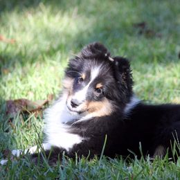 Shetland Sheepdog Puppies from Synergy Shetland Sheepdogs