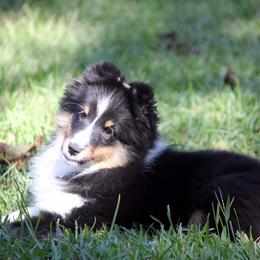 Shetland Sheepdog Puppies from Synergy Shetland Sheepdogs
