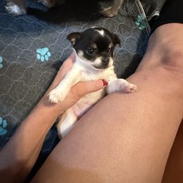 AKC GIRL 1 - Black and white female Chihuahua puppy in Anoka, Minnesota from Anoka County MN AKC Chihuahuas