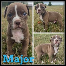 Major - Red and white male Olde English Bulldogge puppy in Merrill, Michigan from Haase Family Kennels