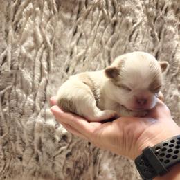 Lilac Spotted on white - Chocolate blue male Chihuahua puppy in Richmond, Virginia from Breens