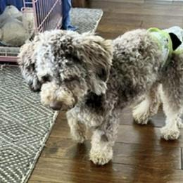 Marley - Cockapoo