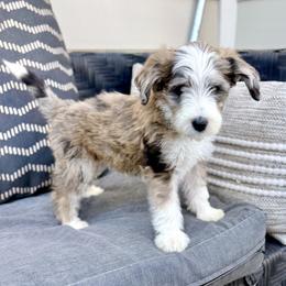 Treat - Chocolate merle female Bernedoodle puppy in Springville, Utah from Oodles of Bernedoodles