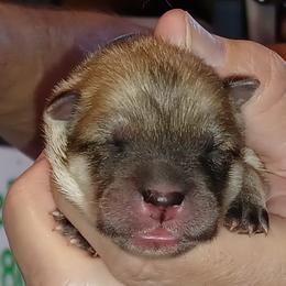 Blue Collar - Fawn female Eurasier puppy in Lakewood, Ohio from Exquisite Eurasier