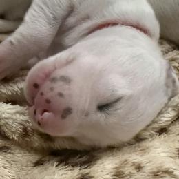 Ruby - White and black female Dalmatian puppy in Hastings, Florida from Love My Spotty Dalmatians