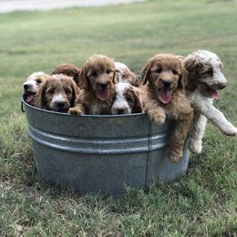Aussiedoodles, Bernedoodles, Goldendoodles, and Labradoodles from Guinn Family Farms