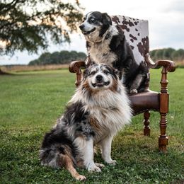 American Corgis, Australian Shepherds, and Pembroke Welsh Corgis from Clover S Farm