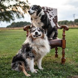American Corgis, Australian Shepherds, and Pembroke Welsh Corgis from Clover S Farm