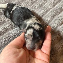 Max - Dapple male Dachshund puppy in Troup, Texas from East Texas Dachshunds