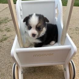 Teal Collar - Black and tan female Pembroke Welsh Corgi puppy in Abingdon, Virginia from Em-K Kennels