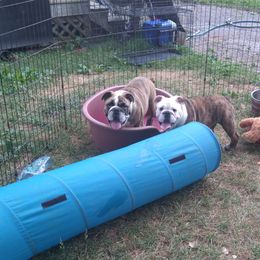 Boy 2 - Bulldog puppy in Lexington, Kentucky from E. Clive Bulldogs