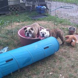 Boy 2 - Bulldog puppy in Lexington, Kentucky from E. Clive Bulldogs