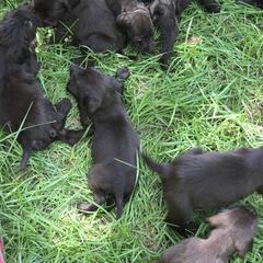 Pudelpointer Puppies from Bent Tree Pudelpointers