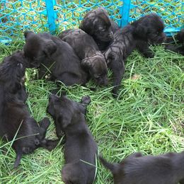 Pudelpointer Puppies from Bent Tree Pudelpointers
