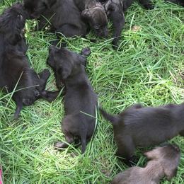 Pudelpointer Puppies from Bent Tree Pudelpointers