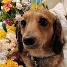 Dachshund Puppies from CLARK'S BREEDING PROGRAM