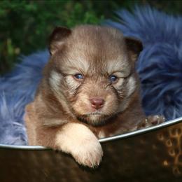 Poppy - Red and white female Pomsky puppy in Missouri from Husky Hill Kennel