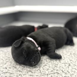 Lilac - Black female Labrador Retriever puppy in Derby, Kansas from Wheatland Retrievers