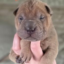 Truffle - Isabella dilute male Chinese Shar-Pei puppy in Salem, Ohio from WrinkleMonsters
