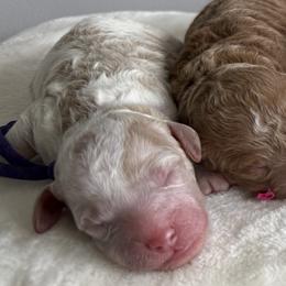 Clover - Parti female Goldendoodle puppy in Stratford, New Jersey from Meadow Lark Doodles