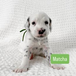 Matcha - LUA long coat - White and black male Dalmatian puppy in Davenport, Florida from Sunny Jewels Dalmatians