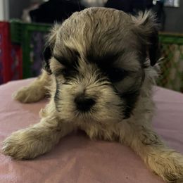 Shichons from Anodja's Shichons