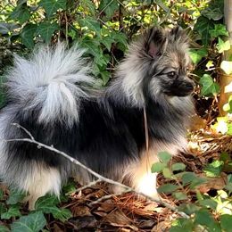 Jolene - Pomeranian