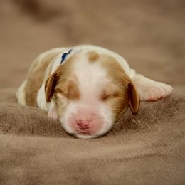 Oaken - Apricot male Australian Labradoodle puppy in Stanwood, Washington from Victoria Creek Australian Labradoodles