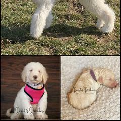 Goldendoodle, Labradoodle, Poodle, and Saint Berdoodle Puppies from Dent’s Doodles
