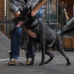 Kindred - Belgian Malinois