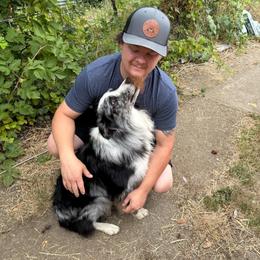 Skye - Border Collie