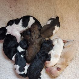 Australian Labradoodle and Poodle Puppies from Oodles of Doodles and some Poodles