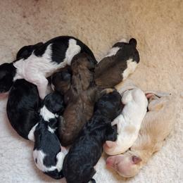 Australian Labradoodle and Poodle Puppies from Oodles of Doodles and some Poodles