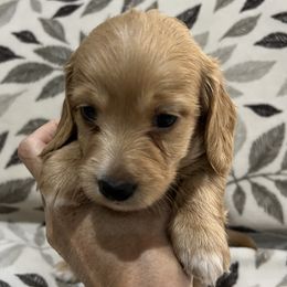 Dachshund Puppies from Lakeshore Dachshunds