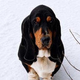 Jade - Basset Hound