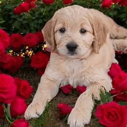 Zella - Hot Pink Girl 6 - Goldendoodle puppy from Marvelous Mannered K9s of Texas