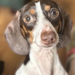 Dachshund puppies from Dunham Dachshunds