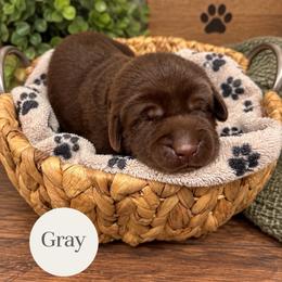 Gray - Chocolate male Labrador Retriever puppy in Dickson, Tennessee from Cane Creek Labradors