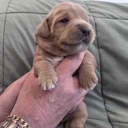 Aster-Blue - Cafe female Labradoodle puppy in Commerce City, Colorado from Playful Paws Labradoodles