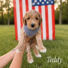 Boy 2 - Apricot male Goldendoodle puppy in Bellevue, Iowa from River Town Doodles
