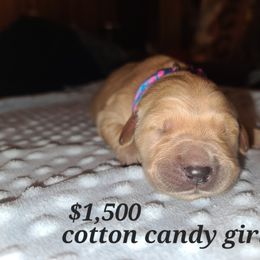 Girl 1 - Golden Golden Retriever puppy in Valley, Washington from Enchanted Valley Paws