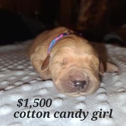 Girl 1 - Golden Golden Retriever puppy in Valley, Washington from Enchanted Valley Paws