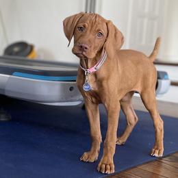 Vizslas from Paige Yager