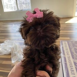 Nikita - Shih Tzu