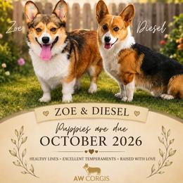 Pembroke Welsh Corgi puppies from AW Corgis