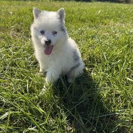 Gina - Blue female Pomsky puppy in Bucyrus, Missouri from Hill Top Pomskies