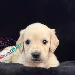 Titan - Cream male Dachshund puppy in Peyton, Colorado from Dachshund Universe