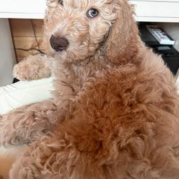 Goldendoodle Puppies from Lundee Doodles