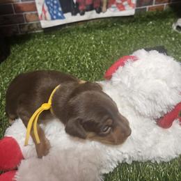 Daisy - Chocolate and rust female Miniature Pinscher puppy in Baton Rouge, Louisiana from Pike's Pups